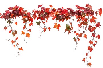 Fototapeta premium A vibrant display of red and orange autumn leaves cascading down against a white background space above background texture video