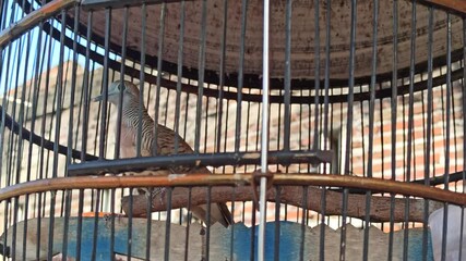 A turtledove inside a cage, symbolizing traditional bird keeping, calmness, and cultural hobbies, often admired for its gentle cooing and association with peace and serenity.