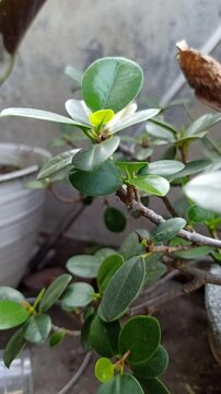 Ficus microcarpa