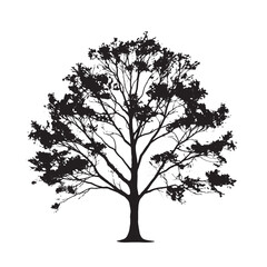 Fototapeta premium Black Sugar Maple Tree Silhouette Elegant Foliage Design for Nature Lovers
