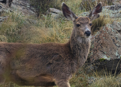 Mule deer portrait