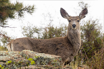 Mule deer in the woods