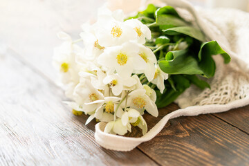 Beautiful white flower Helleborus niger. Christmas rose or black hellebore is an evergreen perennial flowering plant in the buttercup family Ranunculaceae.