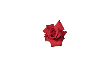 red rose petals on white background