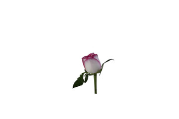 The simplicity of the composition highlights the flower's elegance.