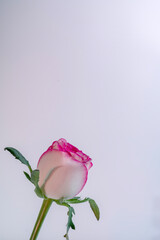 The simplicity of the composition highlights the flower's elegance.