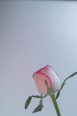 The simplicity of the composition highlights the flower's elegance.