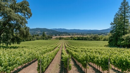 Obraz premium Vineyard rows stretch to distant hills under clear sky