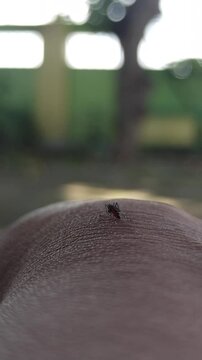 A close-up of a mosquito biting human skin, highlighting the details of the insect and the irritation it causes during warm outdoor conditions