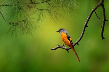 red backed shrike
