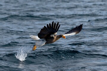 great crested grebe