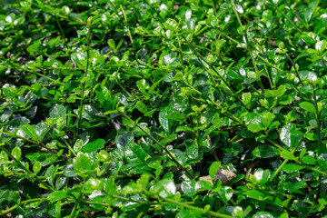 The nature of small trees and green leaves in the park