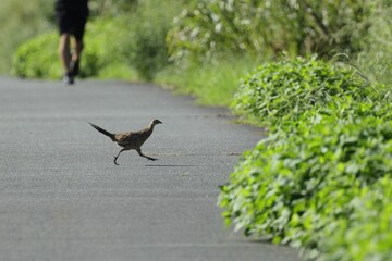 Pheasant on the path, two runners in the morning sun, what a nice holiday!