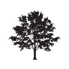 Black Silhouette of a Sugar Maple Tree