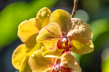 A stunning yellow orchid with intricate red markings commands attention showcasing nature's artistry and delicate beauty at the Muttart Conservatory in Edmonton, AB, Canada