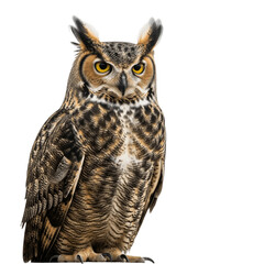 Fototapeta premium great horned owl, Owl cut out background.