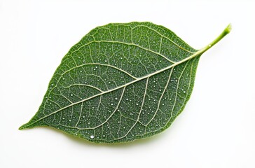 Obraz premium Close-up of dew drops on vibrant green leaf, white background