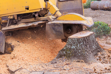Stump grinder machine is grinding tree stump in yard, with wood chips scattering around area.