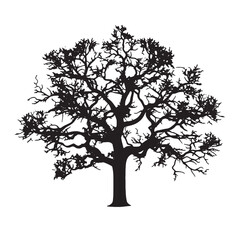  Walnut Tree Silhouette with Branch Detail