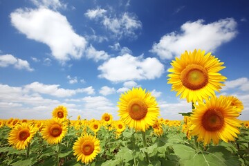 Obraz premium Vibrant sunflowers blooming under a summer sky