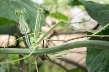 Close-up of a gourd vine showing fuzzy stems, tendrils, and a developing flower bud. The image highlighting the plant's early growth stage and its climbing nature.