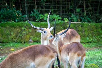 impala in the zoo