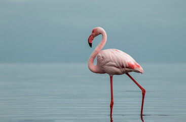 Pink African flamingo stands gracefully in a blue lagoon under bright sunlight. A vibrant, tropical wildlife scene perfect for nature, travel, and exotic-themed projects.