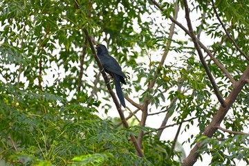 Asian Koel