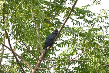 Asian Koel