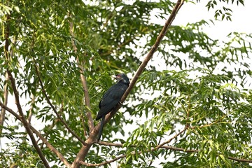 Asian Koel