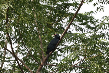 Asian Koel