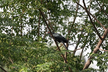 Asian Koel
