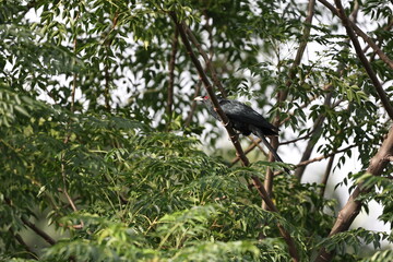 Asian Koel