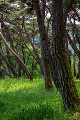 청령포 역사 풍경 이야기