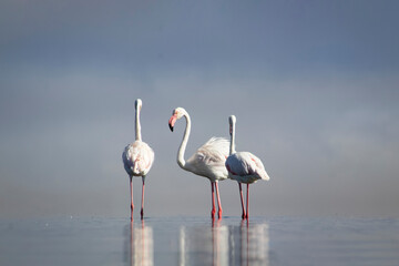Greater Flamingos walking through a tranquil lagoon in bright daylight. Vibrant wildlife image perfect for editorial, design, nature, and travel projects.