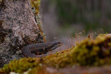 Southwestern Skink