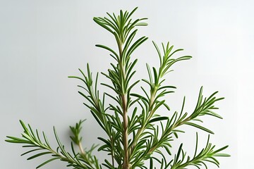 Fototapeta premium rosemary on white background