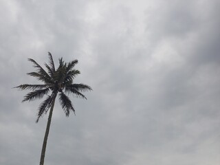 Solitary Palm Tree Against Overcast Gray Sky