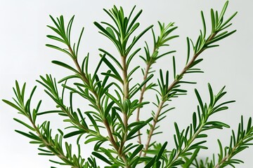 Fototapeta premium rosemary on white background