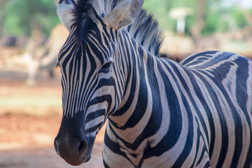 Fototapeta premium Close-up of a zebra in the wild, showing its unique black and white stripes. Captured in Namibia, perfect for wildlife, safari, pattern, and nature-themed creative projects.