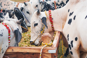 Spotted cattle feeding at a bustling Eid ul Adha livestock market.