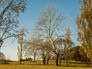  Late Afternoon Birch Tree In Sun
