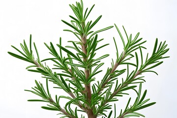 Naklejka premium rosemary on white background