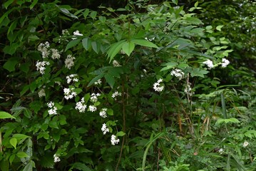 Fuzzy deutzia flowers. hydrangeaceae deciduous shrub. Bright five-petal flowers bloom in early summer.