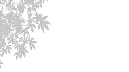 simple leaf shadow abstract on white background