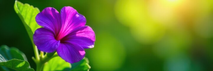 Obraz premium Deep purple flower, lush green leaves, sunlight, texture, bloom, color