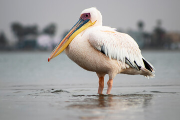 A solitary African pelican stands calmly in the wild, captured in soft natural light. Ideal for wildlife, birdwatching, nature conservation, and serene landscape projects.