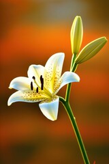 Beautiful White Lily Flower in Bloom with Soft Orange Background