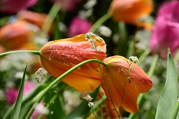 Close-up photos of tulips in full bloom, capturing their vibrant colors, delicate petals, and...