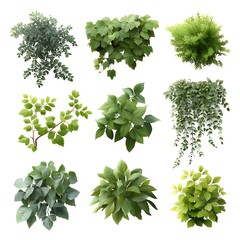 Fototapeta premium Nine green foliage cliparts isolated on white background